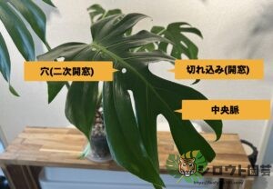 モンステラ・デリシオーサ 'ミラクル (タイコンステレーション トリ