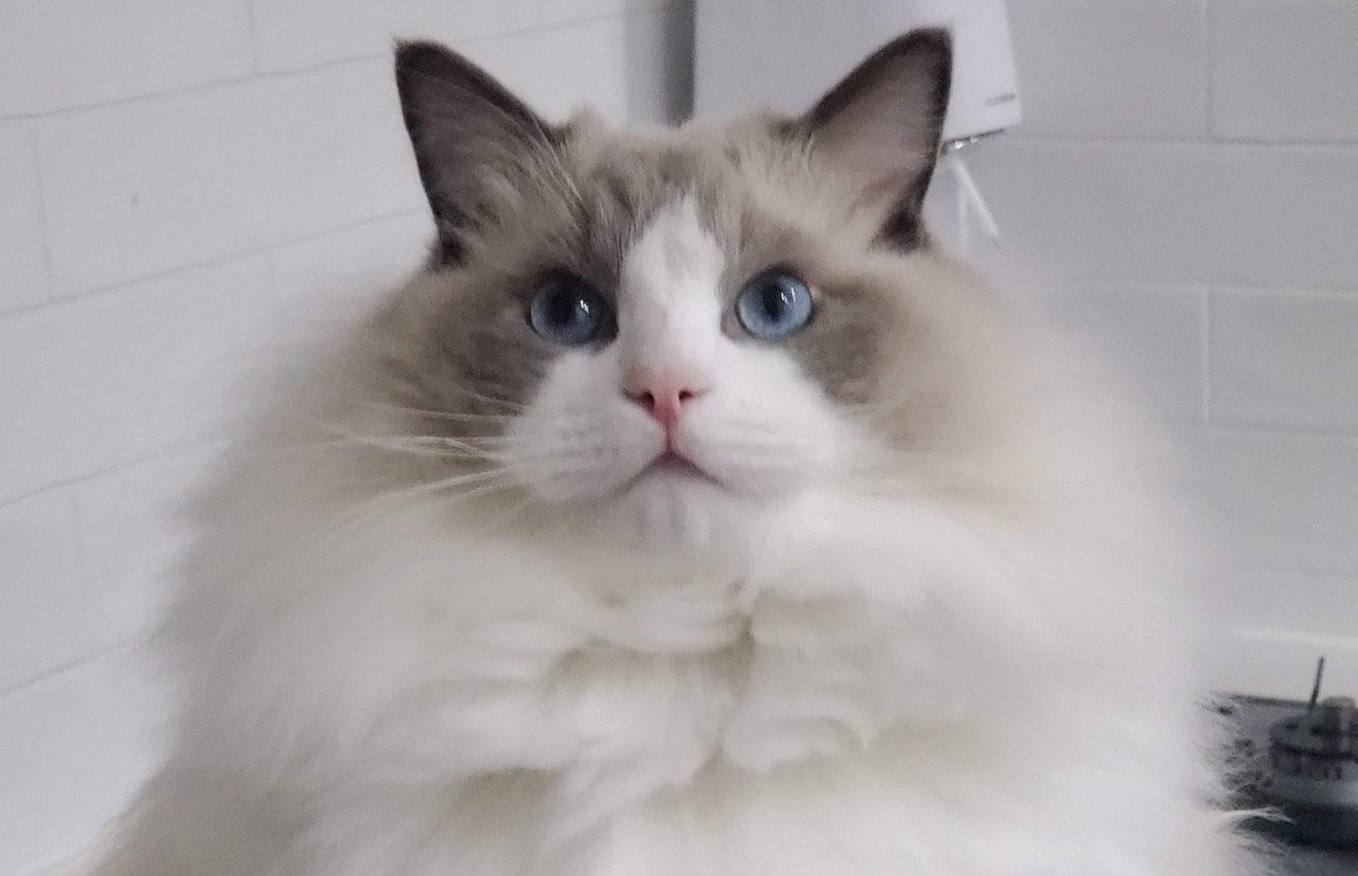 わ、わたあめ…！」胸毛がモフモフな猫さん 癒しの写真が話題｜Infoseek