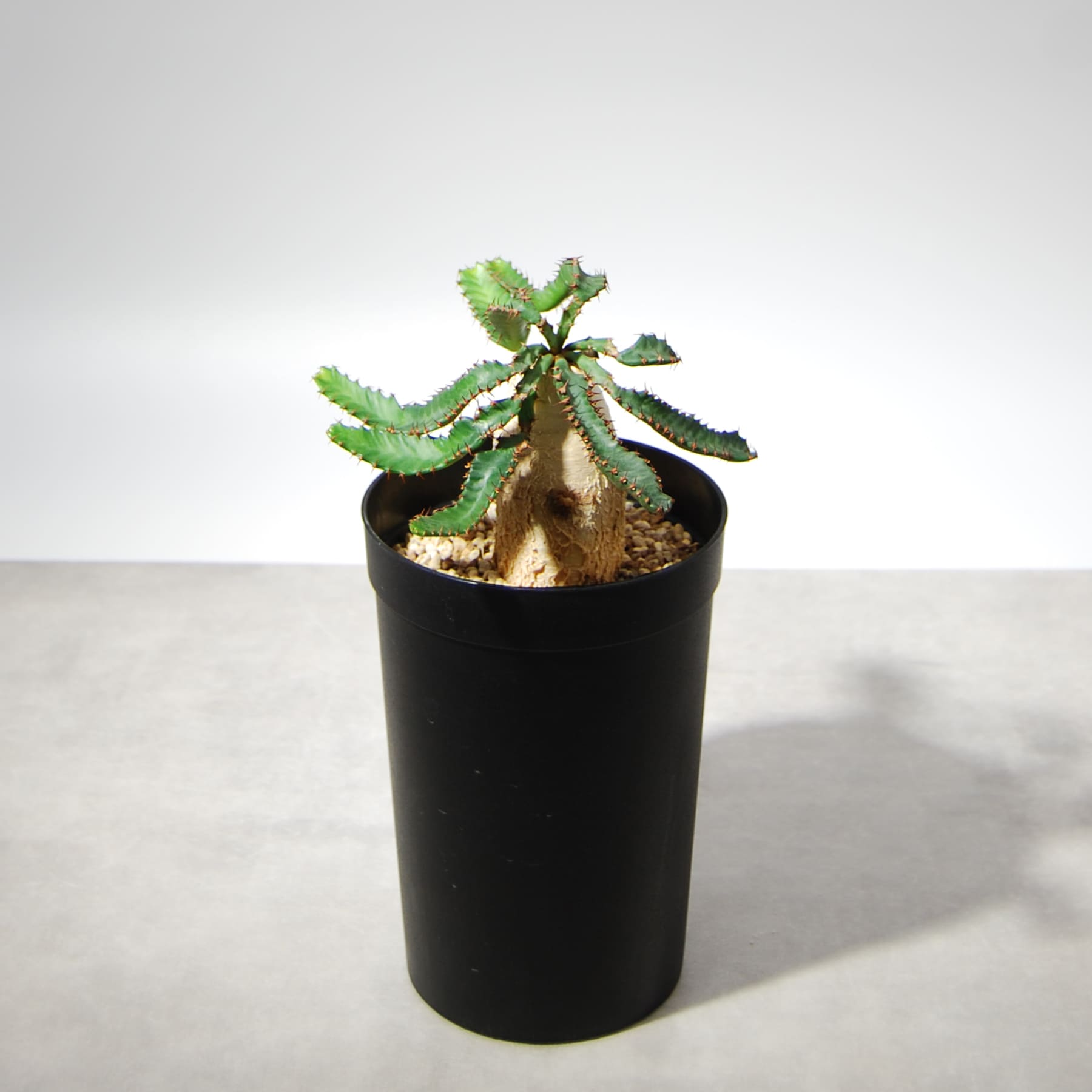 ユーフォルビア・ステラータ（飛竜）001 – linkplants -リンクプランツ-