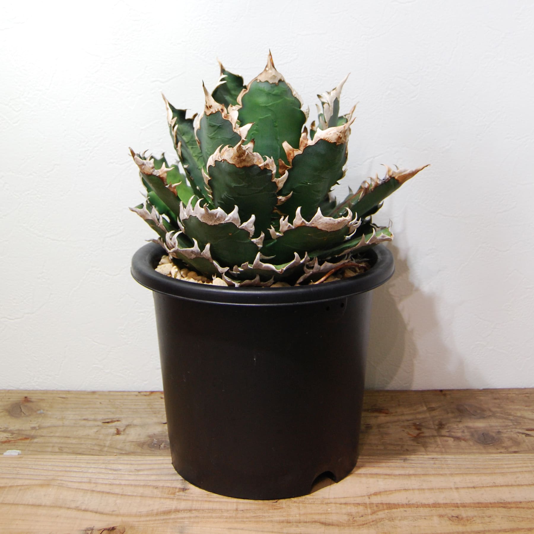 アガベ チタノタ レッド キャットウィーズル（赤猫）033 – linkplants