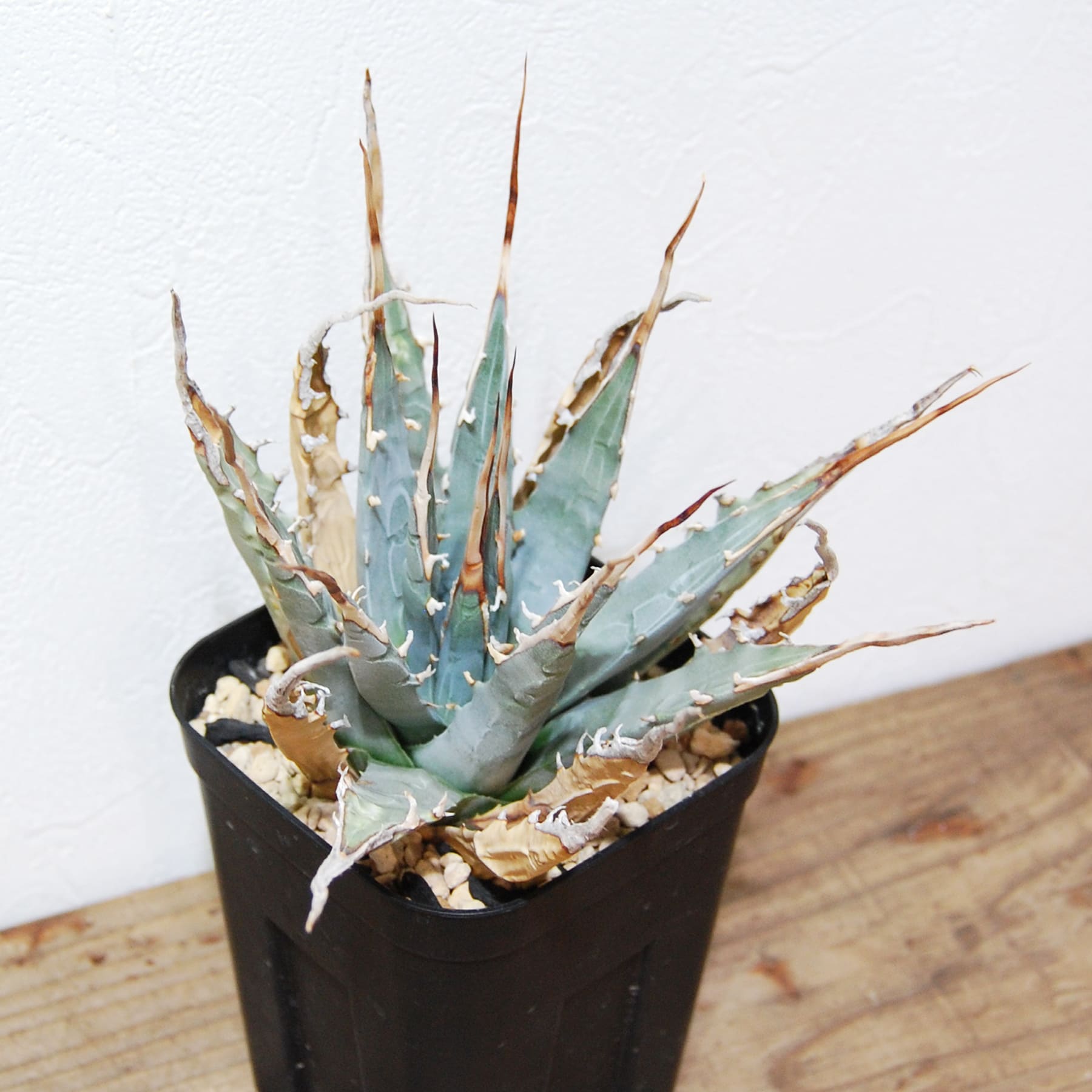 アガベ ユタエンシス エボリスピナ（US株） OS12 – linkplants -リンク