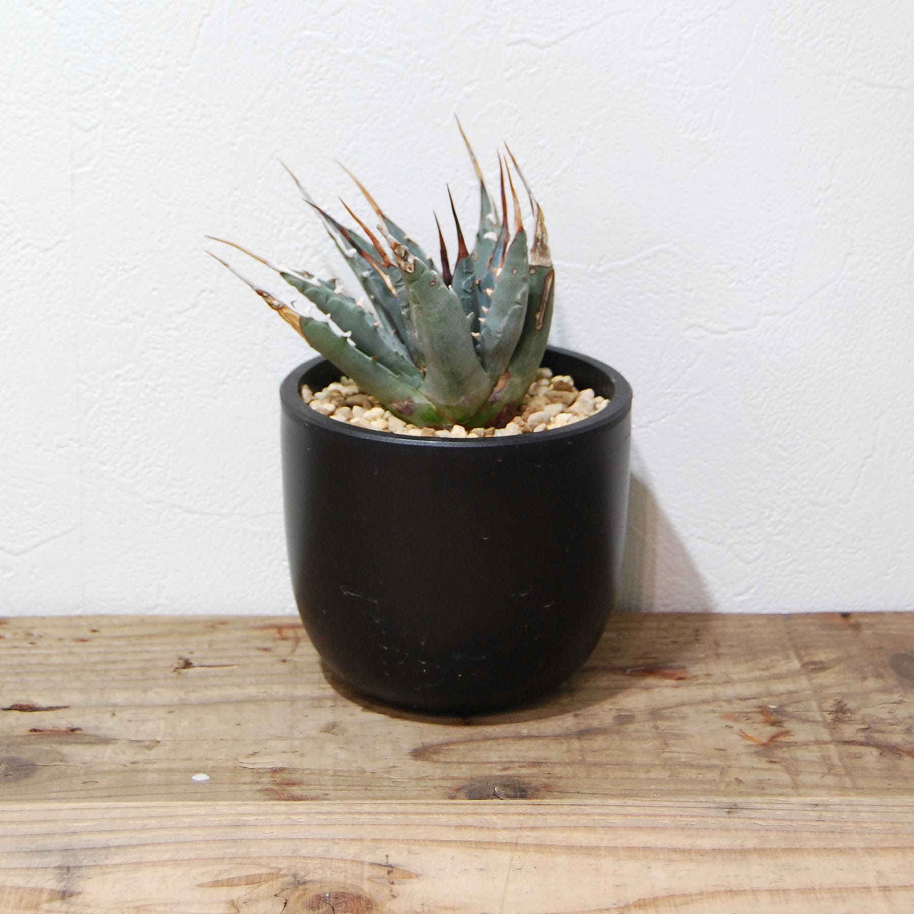 アガベ ユタエンシス エボリスピナ（US株） OS08 – linkplants -リンク