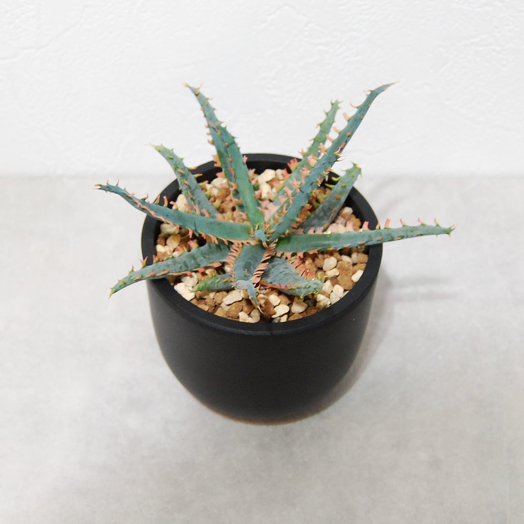 アロエ ハイブリッド【Aloe hybrid】010 – linkplants -リンクプランツ-