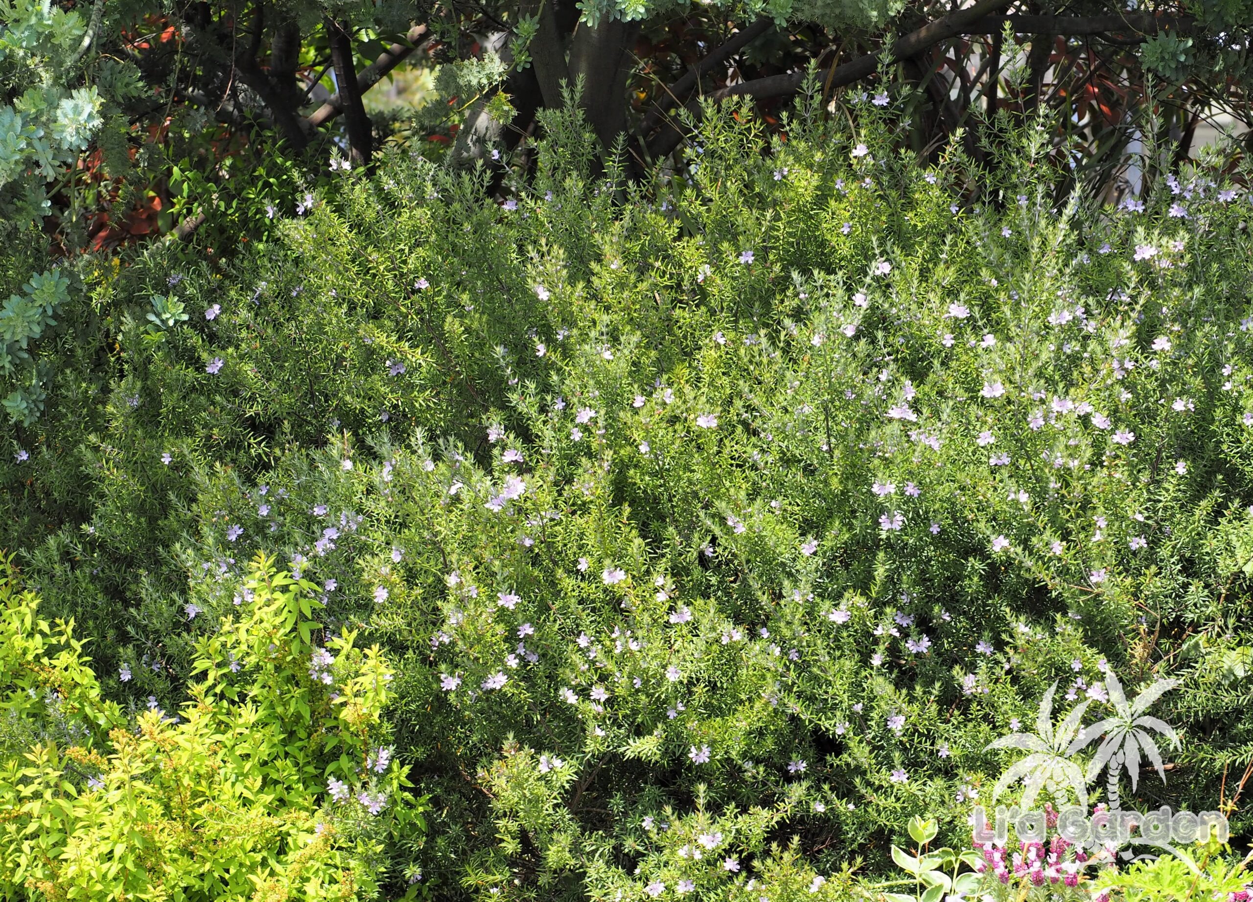 低木】 ウエストリンギア・フルティコーサ Westringia fruticosa