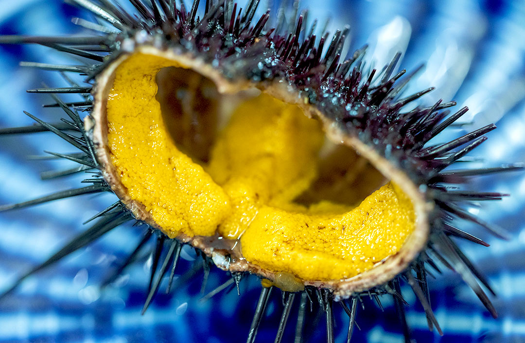 空っぽのウニが高級ウニに大変身!? 〈大分うにファーム〉が取り組む画