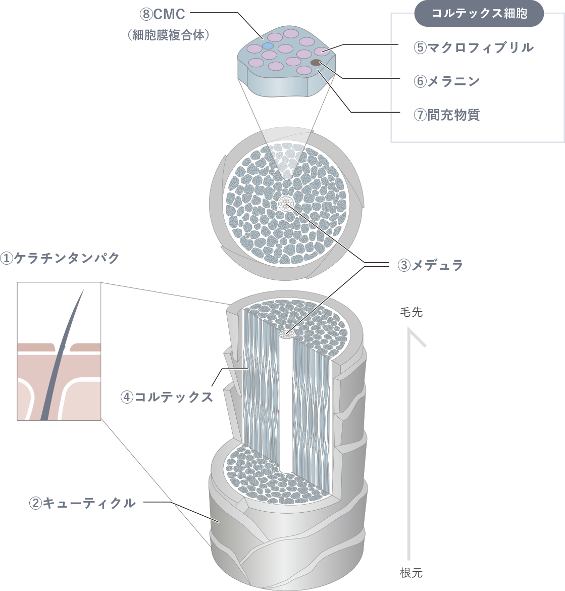 髪の構造を読み解く｜LIFE（ライフ)｜埼玉/上尾、埼玉/浦和、東京/青山