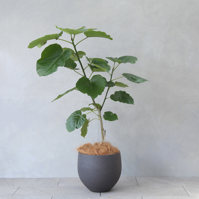 グリーンアドバイザー監修】フィカス・ウンベラータの育て方｜ハートの