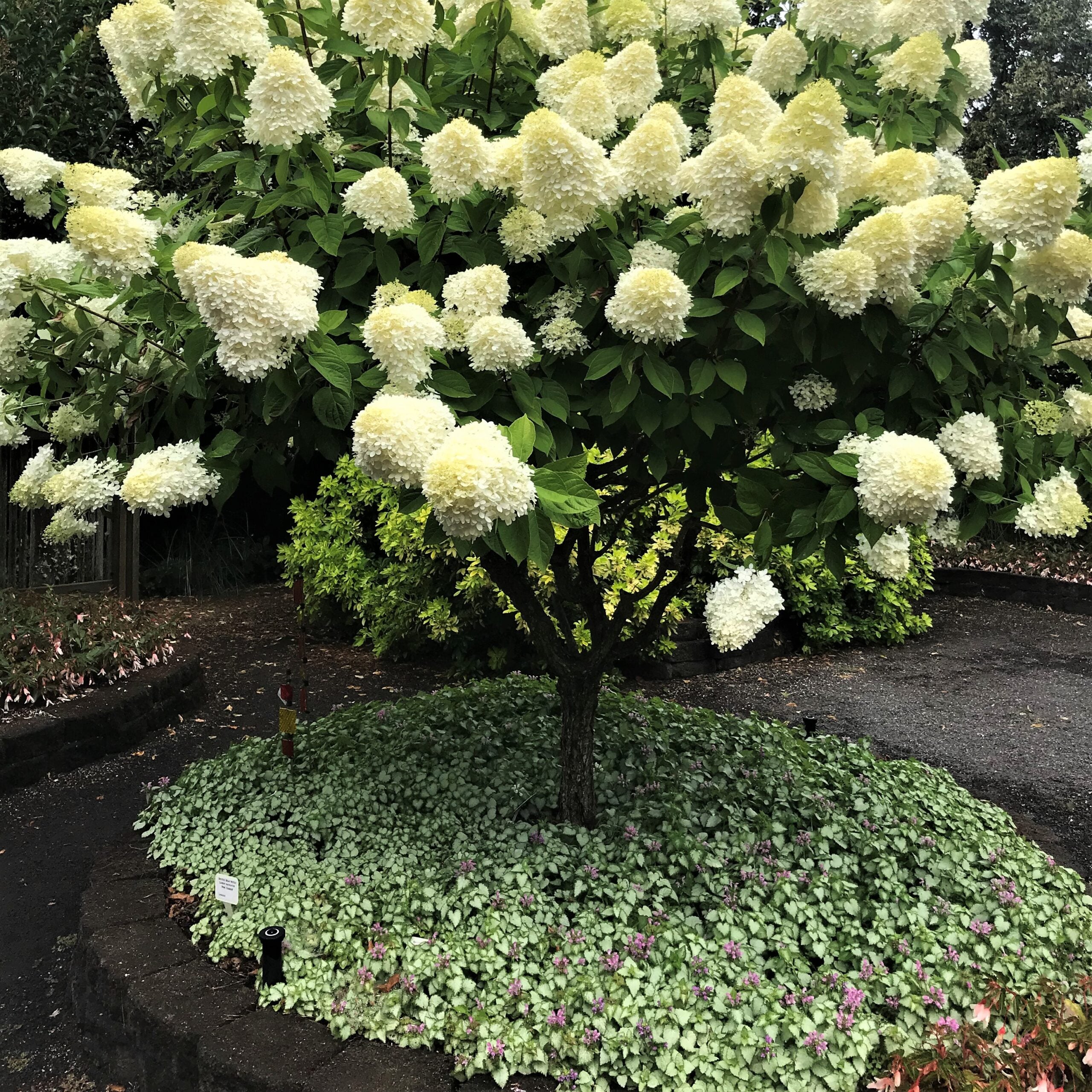 Lamium maculatum 'Pink Pewter' - Deadnettle (3.5