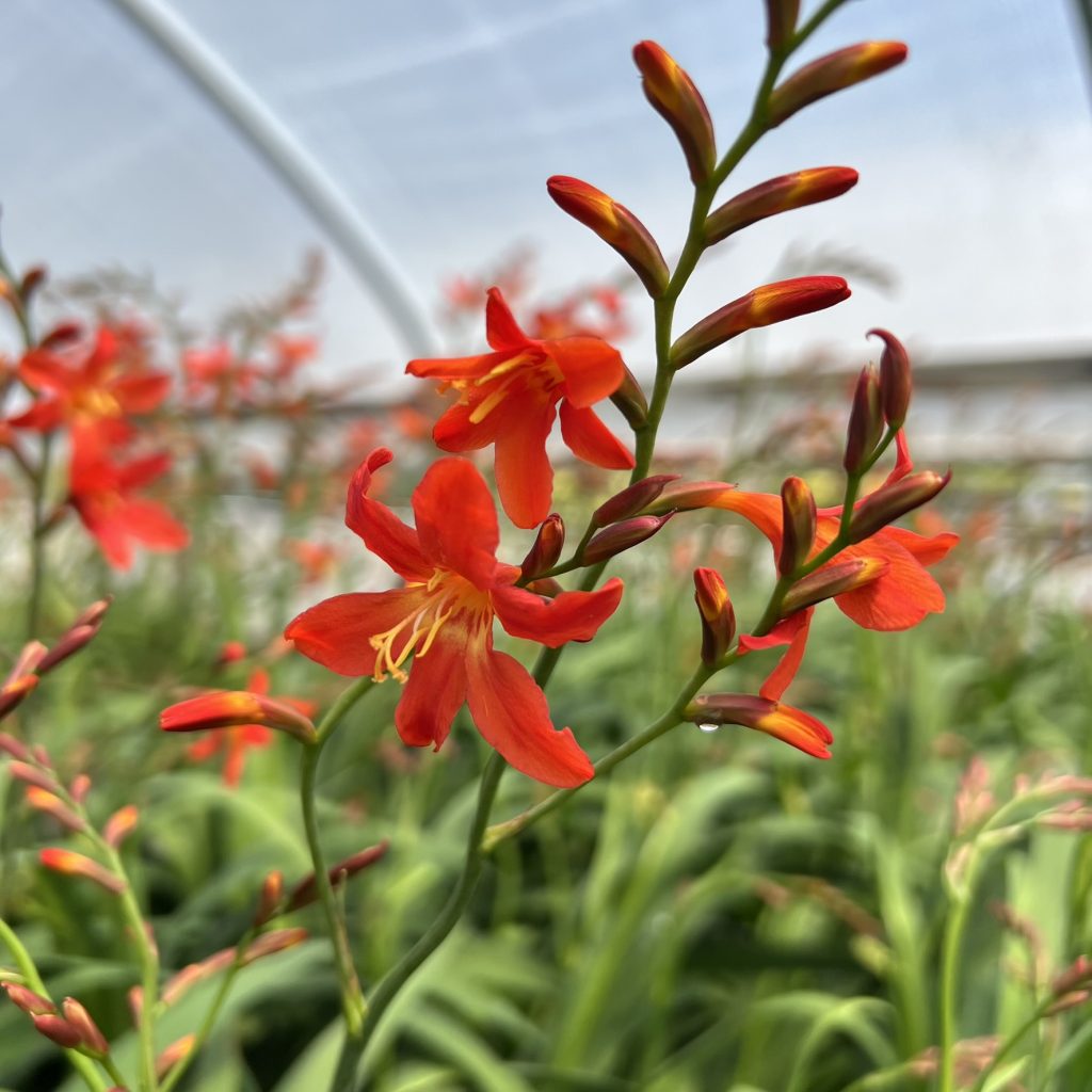 Crocosmia-Carmine-Brilliant-