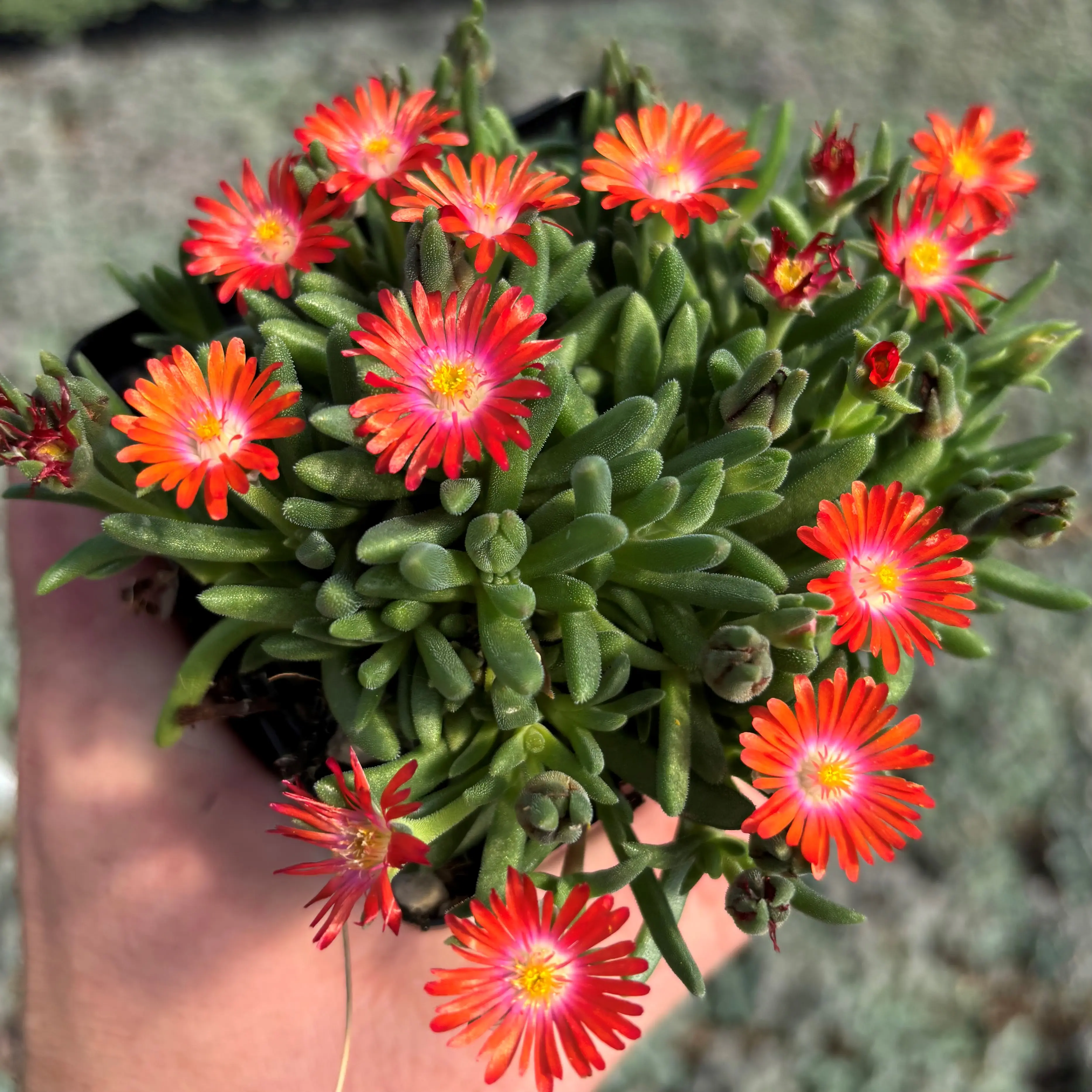 Delosperma 'Jewel of Desert Sunstone' - Ice Plant (3.5