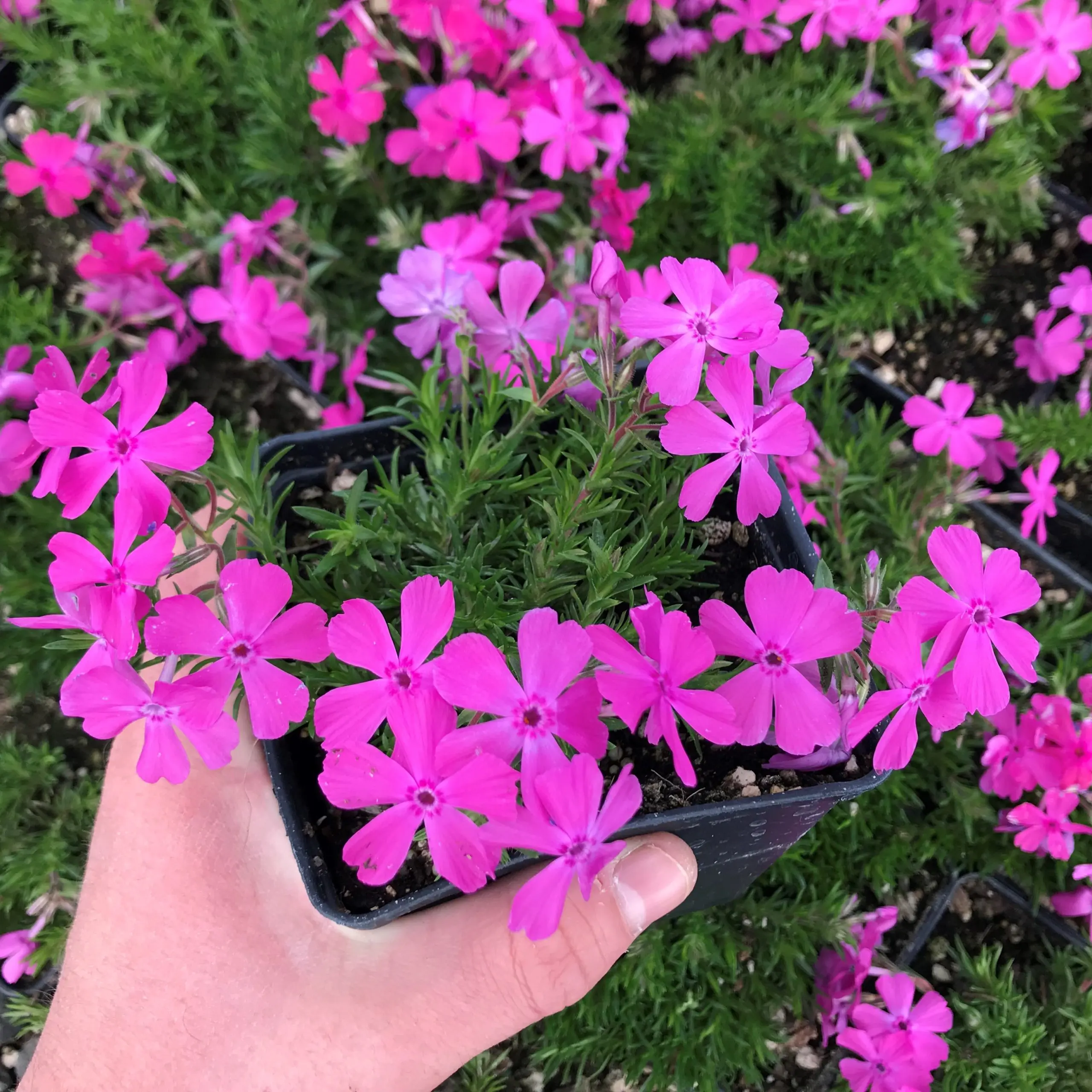 Phlox-subulata-McDaniels-