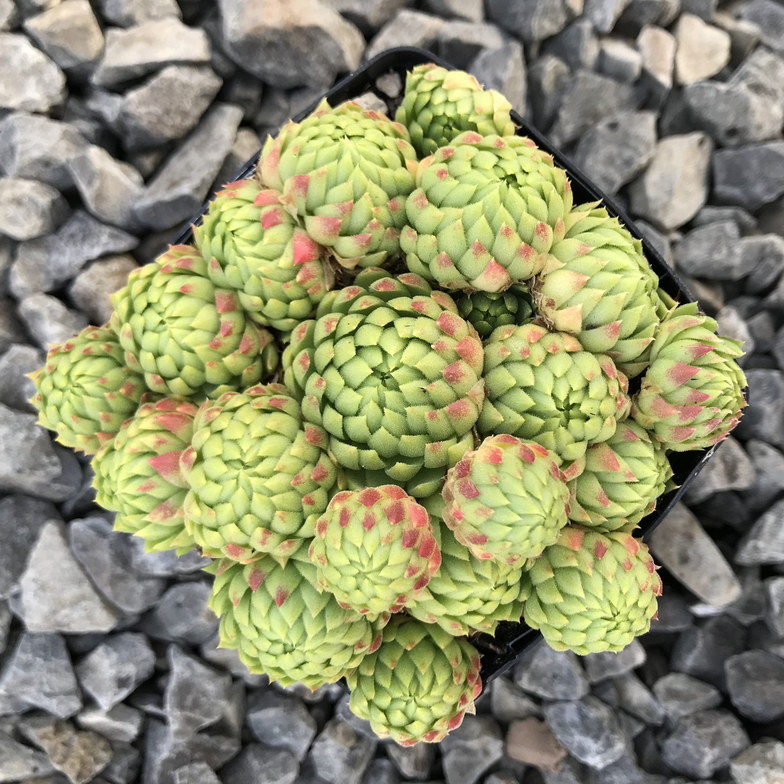 Jovibarba allionii - Hens & Chicks (3.5