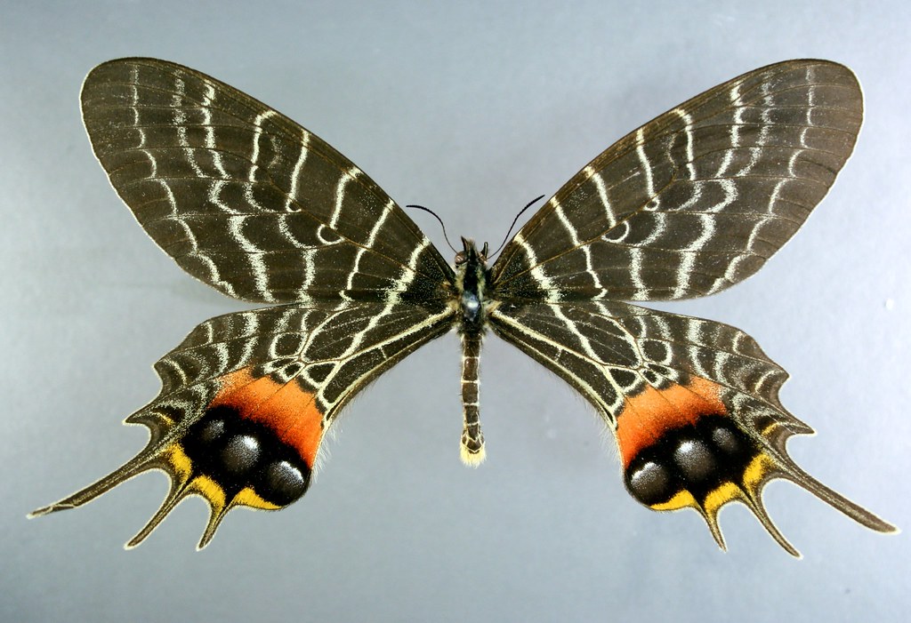 Bhutan Glory | The Bhutan glory, order Lepidoptera, family P… | Flickr