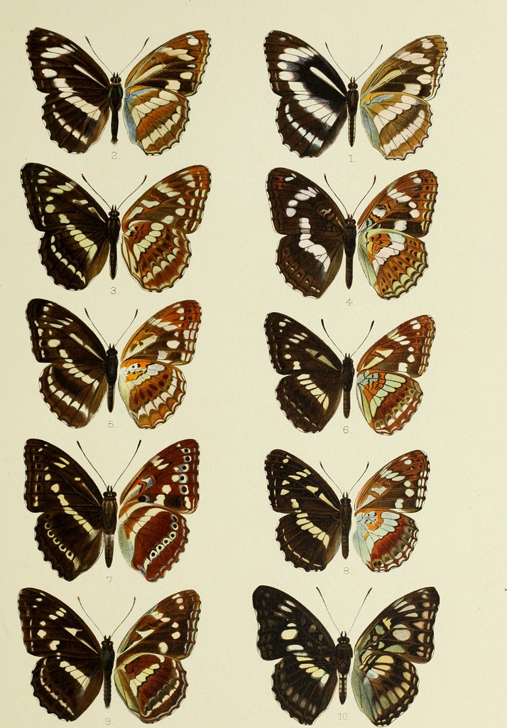 Image from page 76 of 