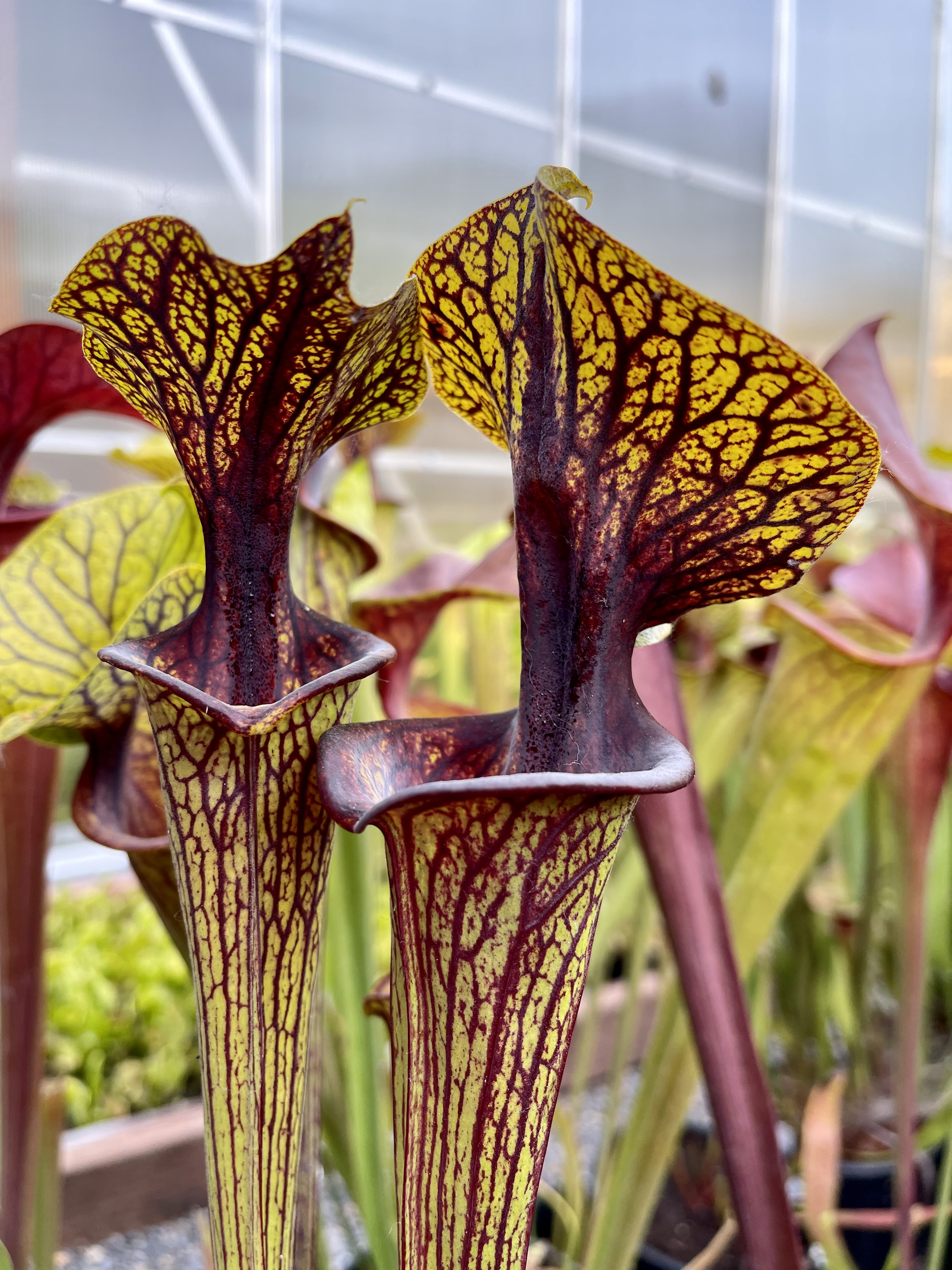 flava ornata (Improved Black Veins x MK F88) Select | The