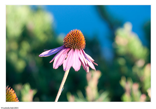 Auto Tamron Adaptall 105mm f2.5 Model #CT-105 | Flickr