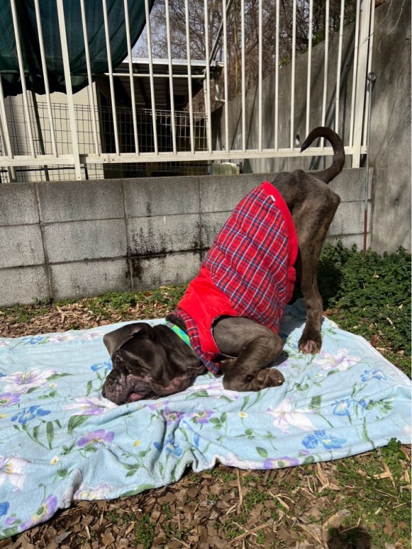 マスチフのアレックス君、気持ちよく日向ぼっこです🩷 : NPO法人ペット