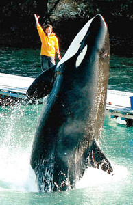 シャチのナミ 名古屋港水族館へ : 横井利明オフィシャルブログ(名古屋