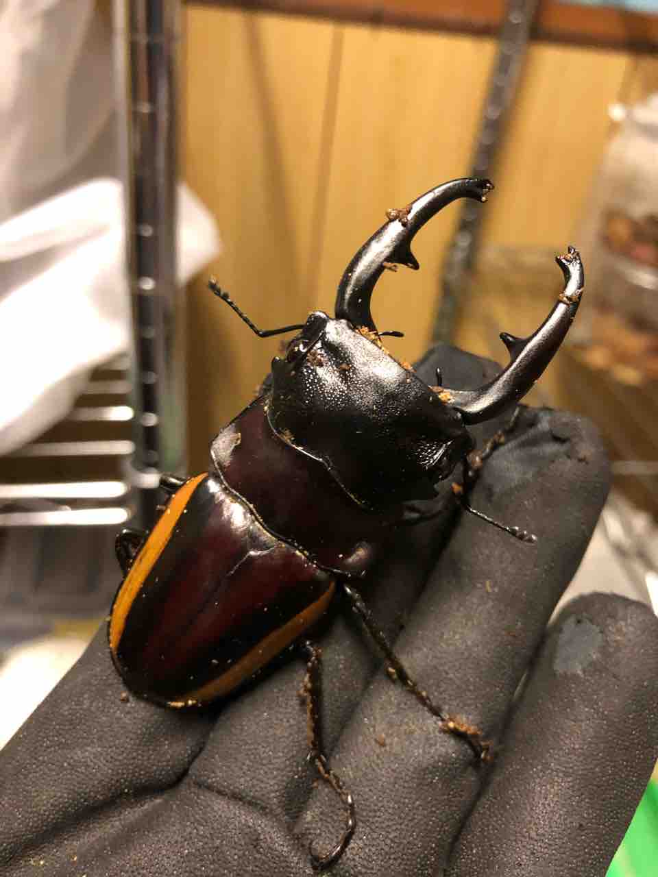スティーブンスツヤクワガタ (duivenbodei) 飼育記 と レコード報告