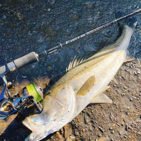 ヤマガブランクス EARLY103M for surf : シーバス&ライトゲームな日々