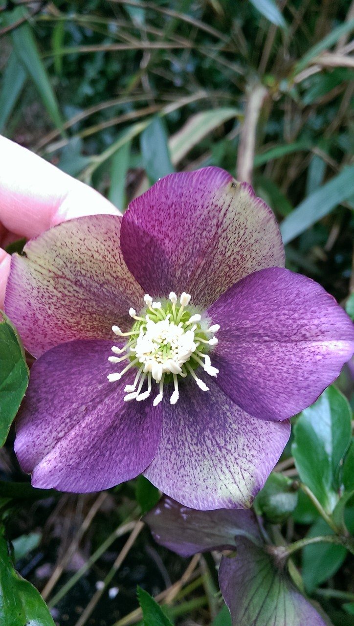 もっとあった自然交配のクリスマスローズ（パープル系） : おとぎの国