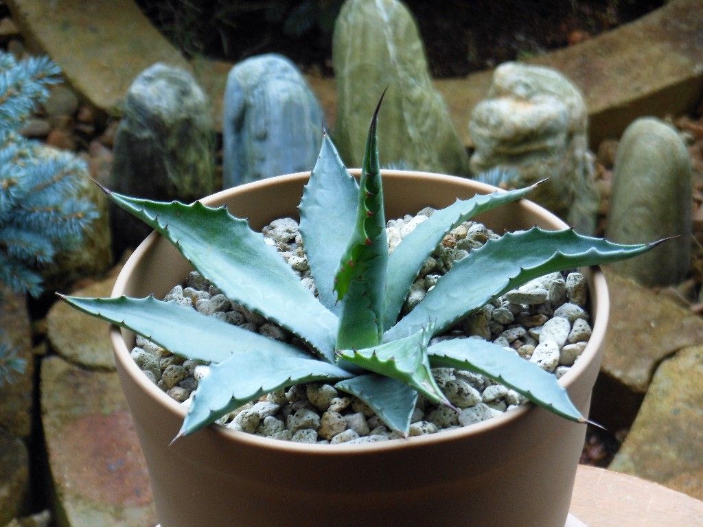 アガベ』 【サルミアナ フェロックス ローガン カルホーン】 : 【My