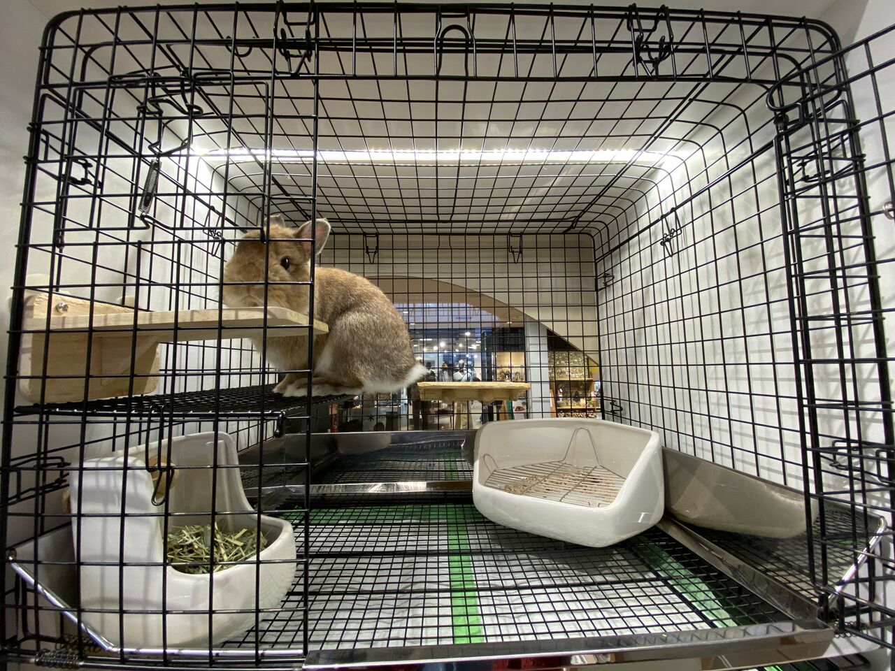 やんちゃうさぎ×プロケージ！ : うさぎブログ うさぎのしっぽ公式