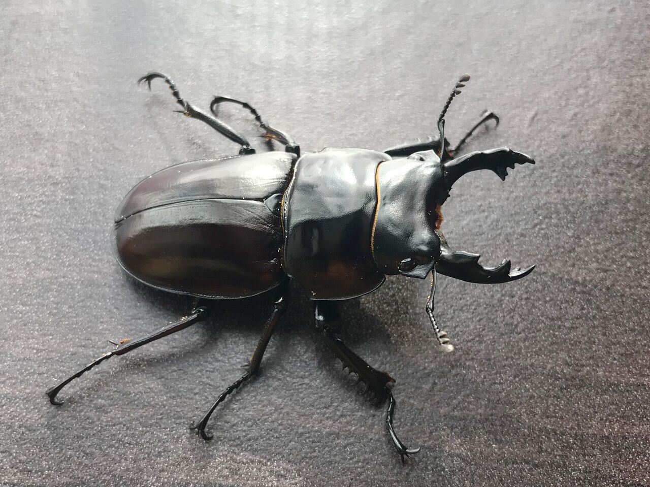 ヤエヤママルバネクワガタ規制前採集 西表島におけるマルバネクワガタ