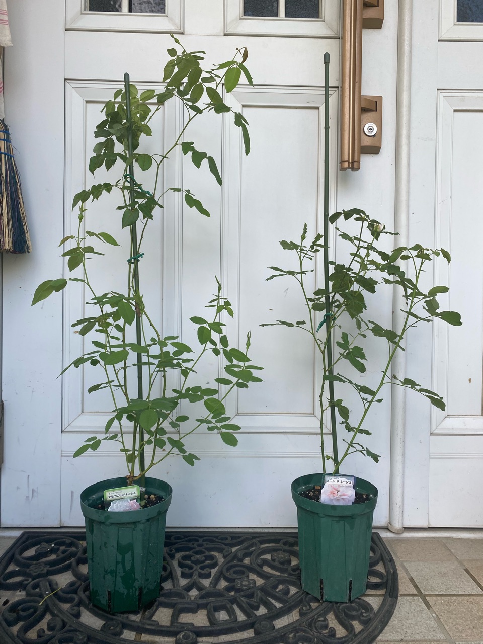 バラ新苗】の鉢増しと植え方 : のばらのガーデニングブログ Hana and