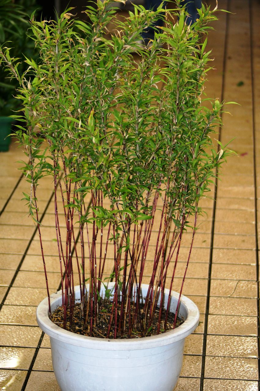 朱竹カンチク鉢入荷 : 花重 京都 hanajyu