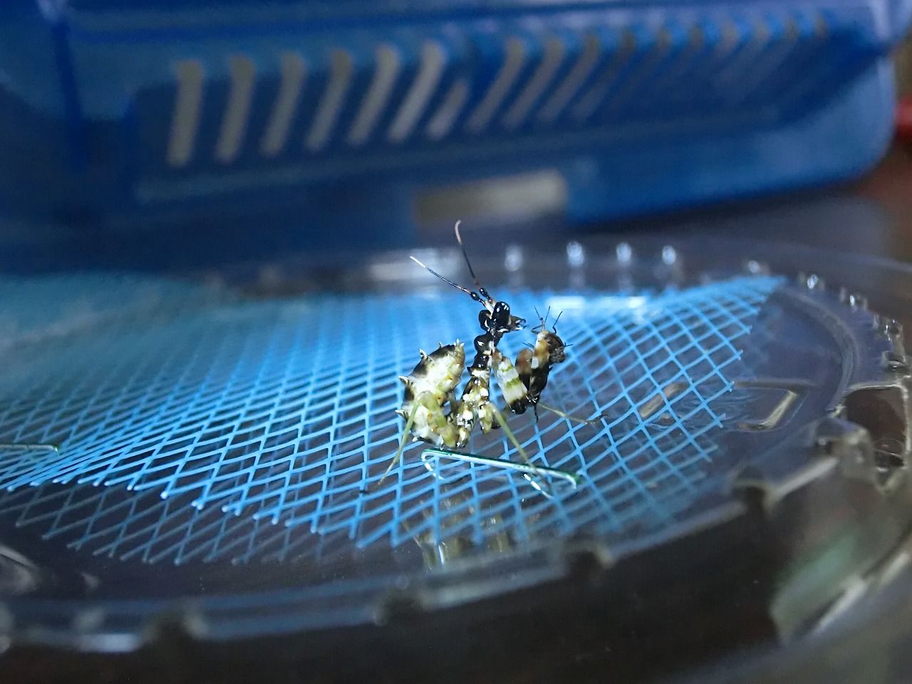 アフリカメダマカマキリ』 3齢幼虫・WILD等々 : クワガタカマキリ