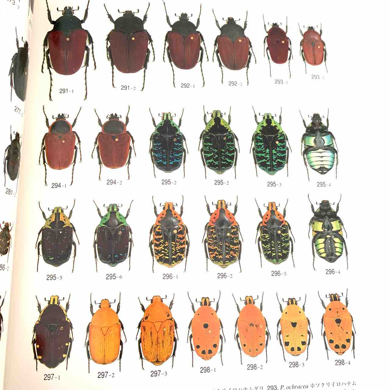 1997年のむし社激レア図鑑「世界のハナムグリ大図鑑」 : GOKUSAISHIKI
