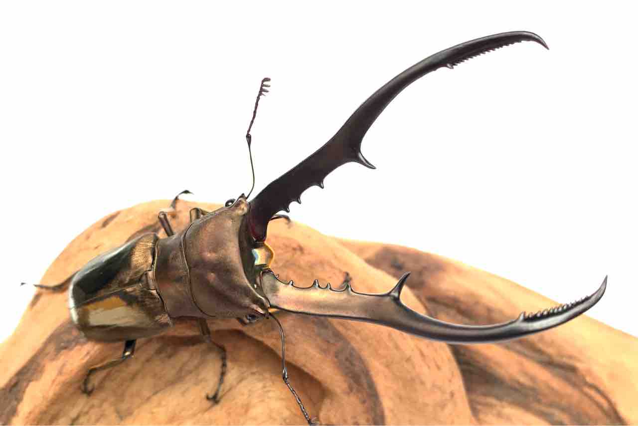 メタリフェルホソアカクワガタ(ペレン)飼育記 : GOKUSAISHIKI