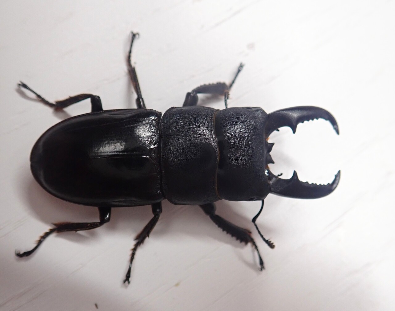 ハチジョウヒラタ（WF2）飼育記 : NEOの虫採りはいじゃんぷ