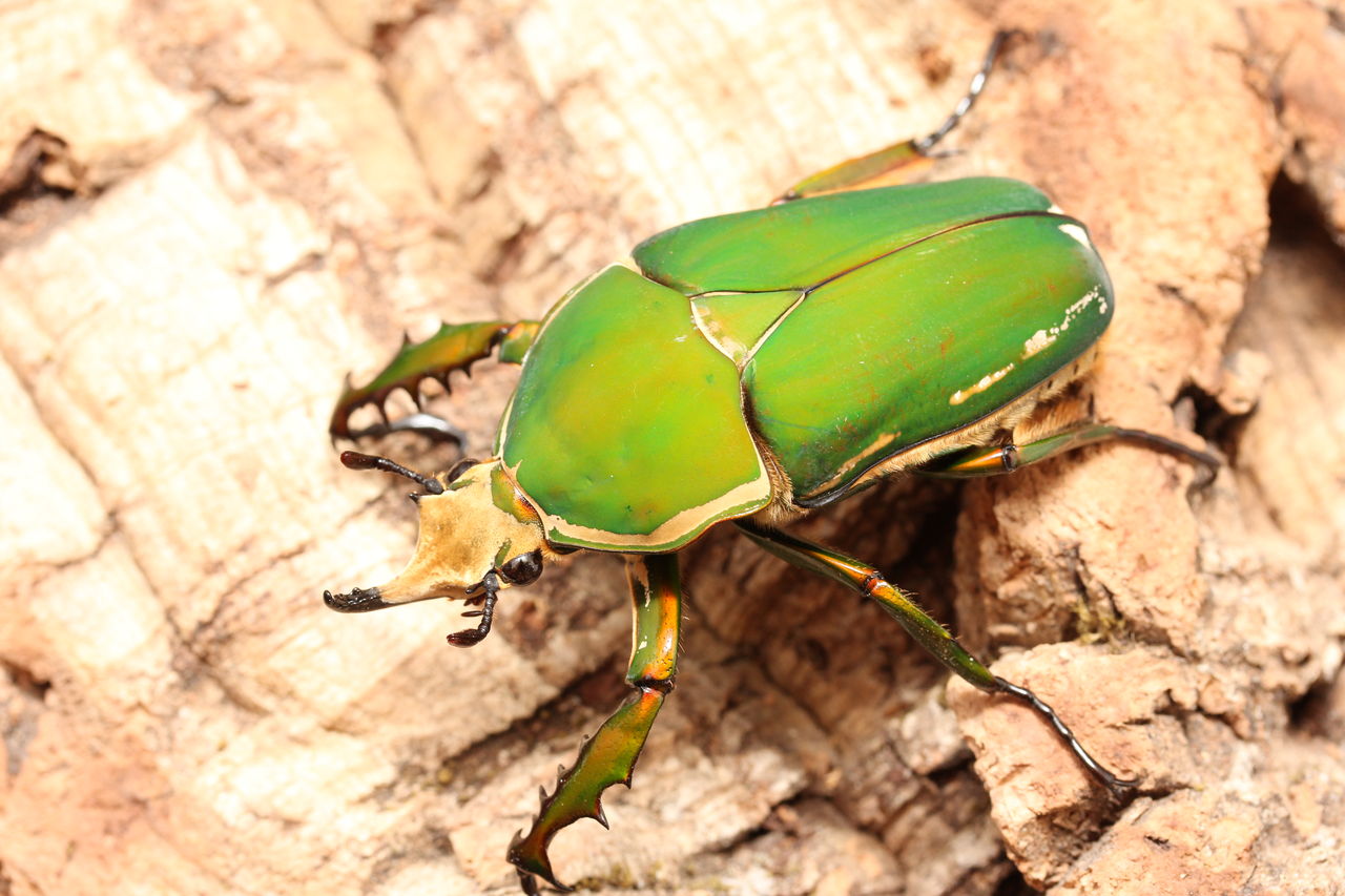 トルクアータオオツノカナブン(インマキュリコリス)飼育記