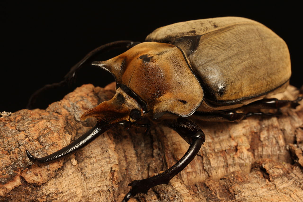 エレファスゾウカブト飼育記 大型♂羽化〜 : オオカブトの部屋