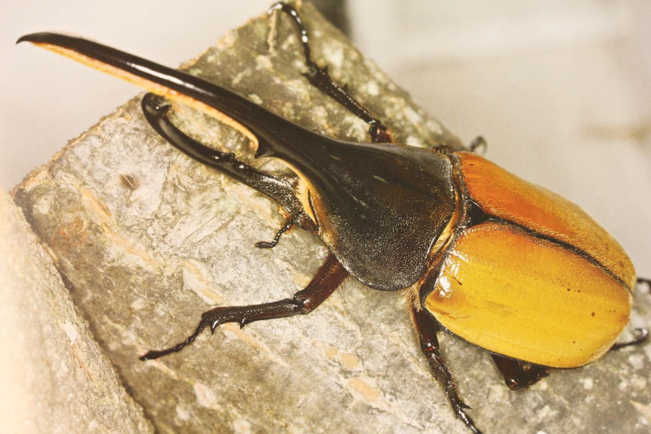 ヘラクレスエクアトリアヌス飼育記 : オオカブトの部屋