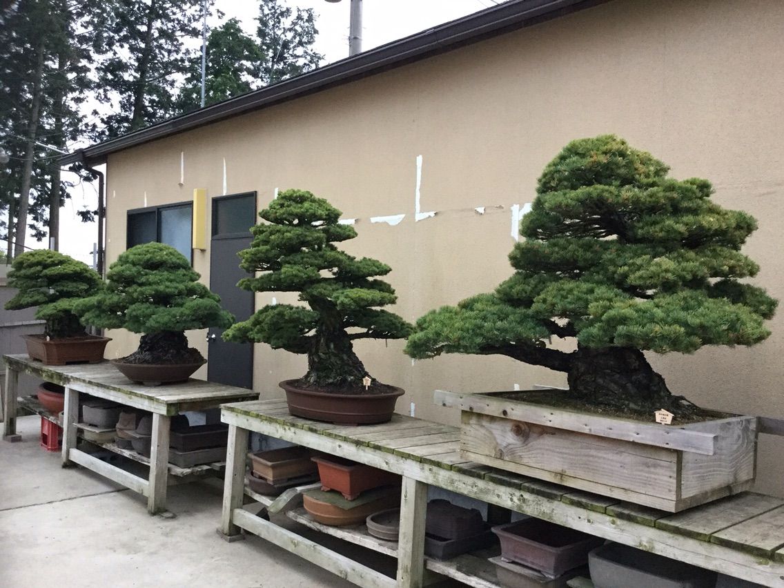 初公開！ 高砂庵 岩﨑大蔵先生 未完の松達 圧巻の太幹！ : 雨竹 盆栽