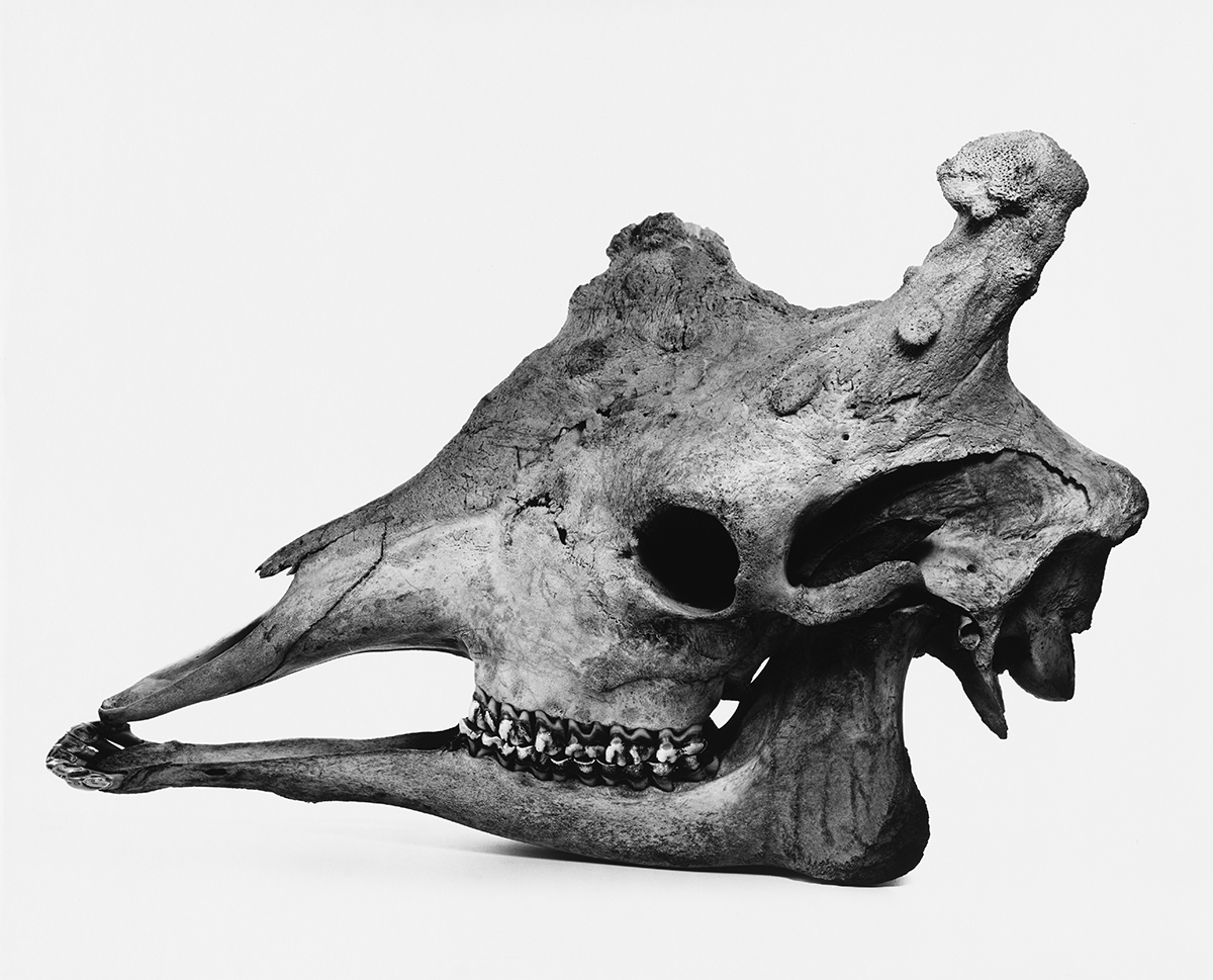 Irving Penn : Still Life - The Eye of Photography Magazine