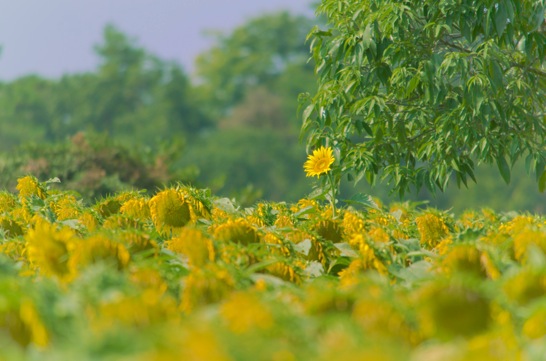 機材紹介】ダブルズームキットだからって馬鹿にできないNikonの55