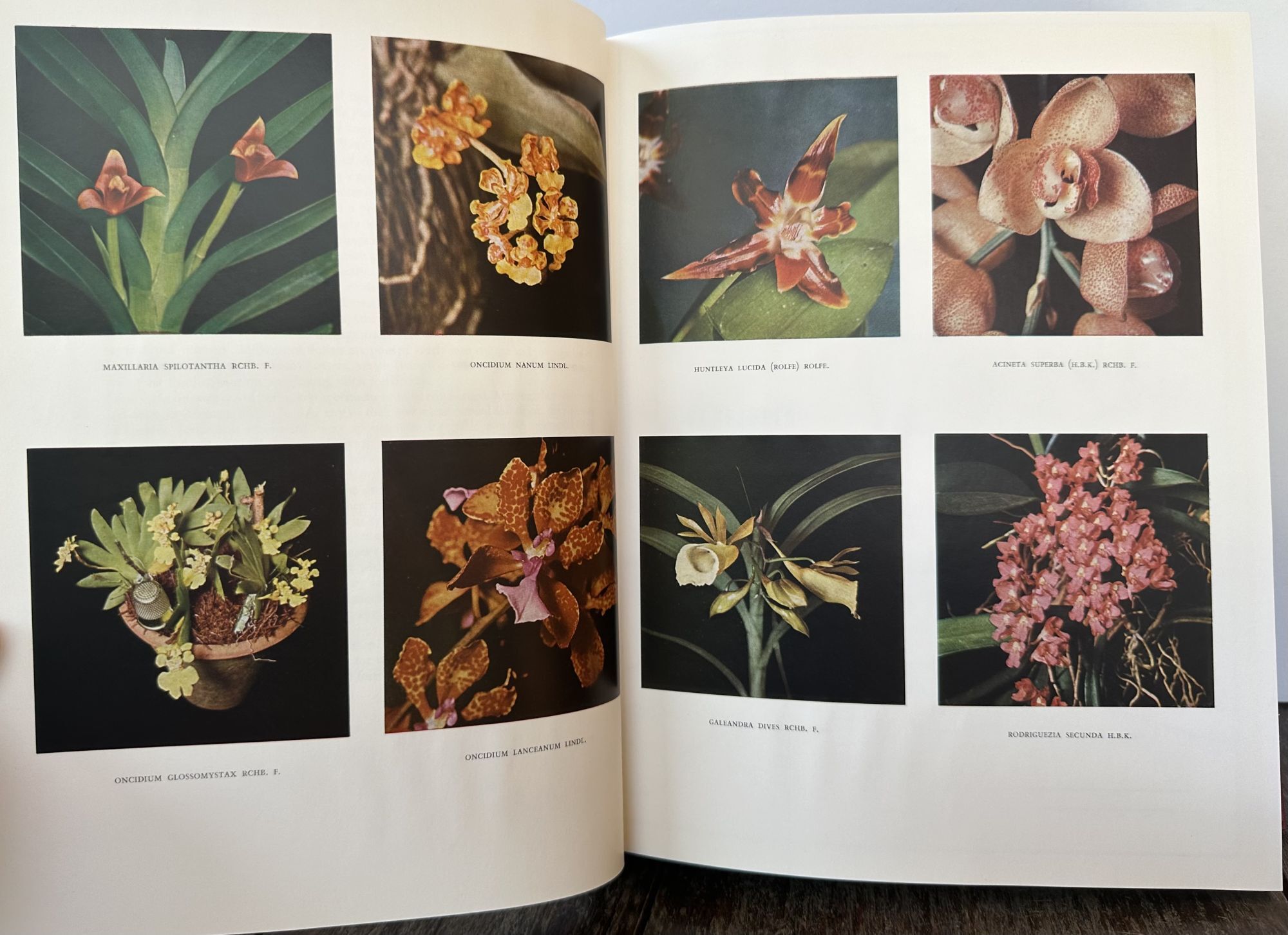 birgitta de vos アートブック 珍書 birgitta de vos アートブック