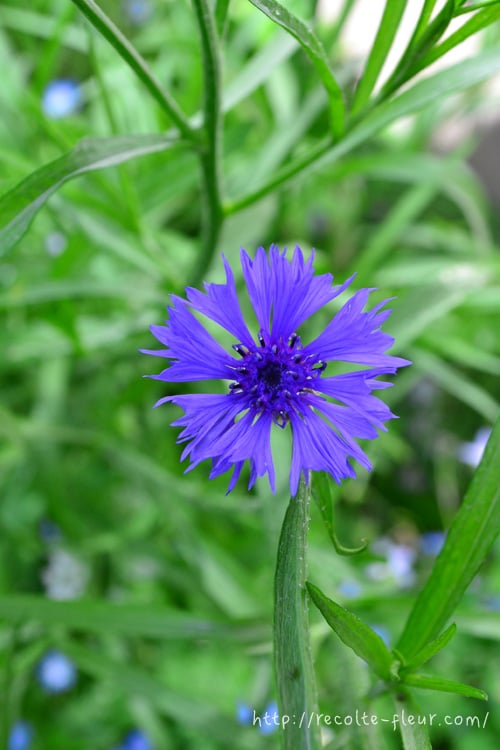 ヤグルマギクの育て方・栽培方法 | LOVEGREEN(ラブグリーン)