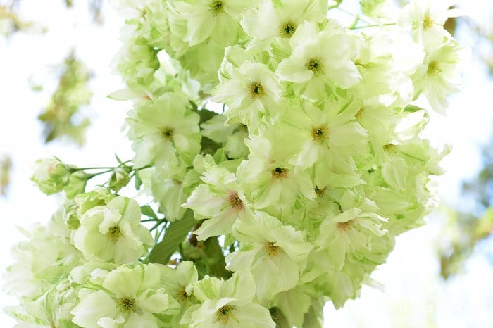 緑の桜 御衣黄（ぎょいこう）｜4月後半に見ごろを迎える桜 | LOVEGREEN