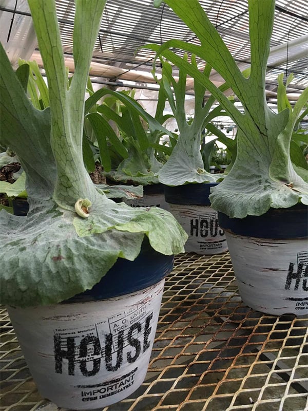 ビカクシダ・スパーバムの育て方 水やり・置き場は？｜植物図鑑