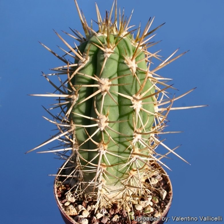 Trichocereus chilensis var. borealis