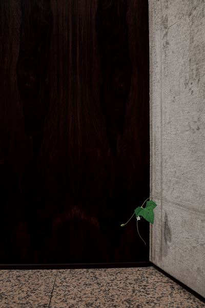 草花の木彫作品で知られる須田悦弘の個展が渋谷区立松濤美術館で 初期