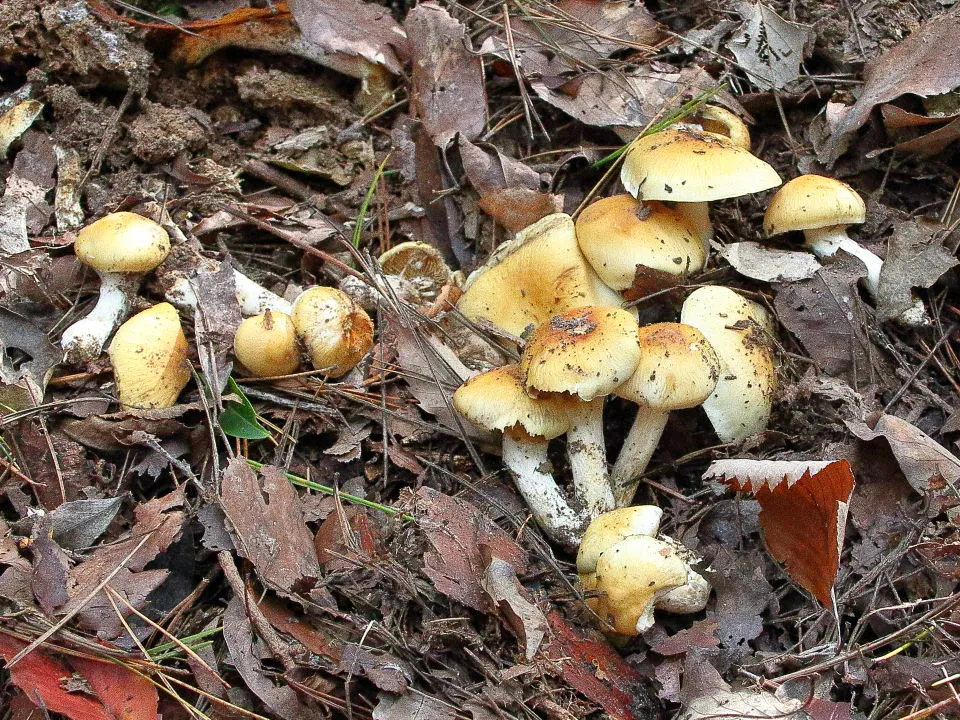 山ちゃんの晴れたらいいね R1.11.10 短いキノコの秋 シモコシも生えた