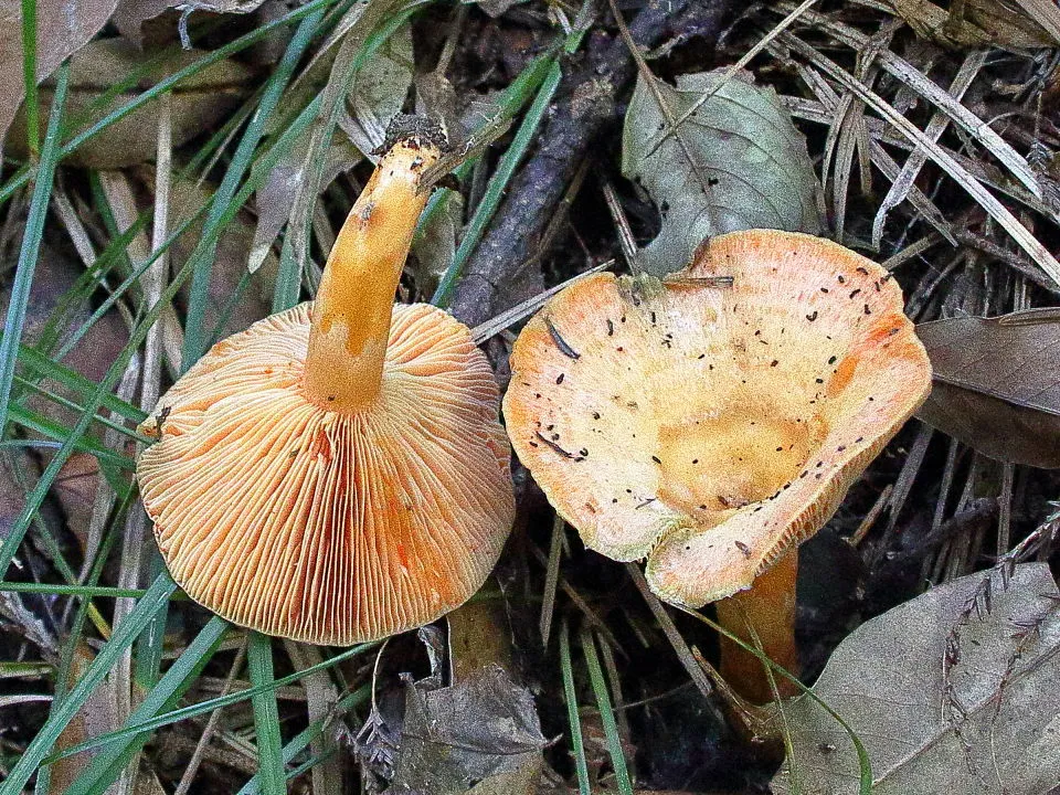 山ちゃんの晴れたらいいね R1.11.10 短いキノコの秋 シモコシも生えた