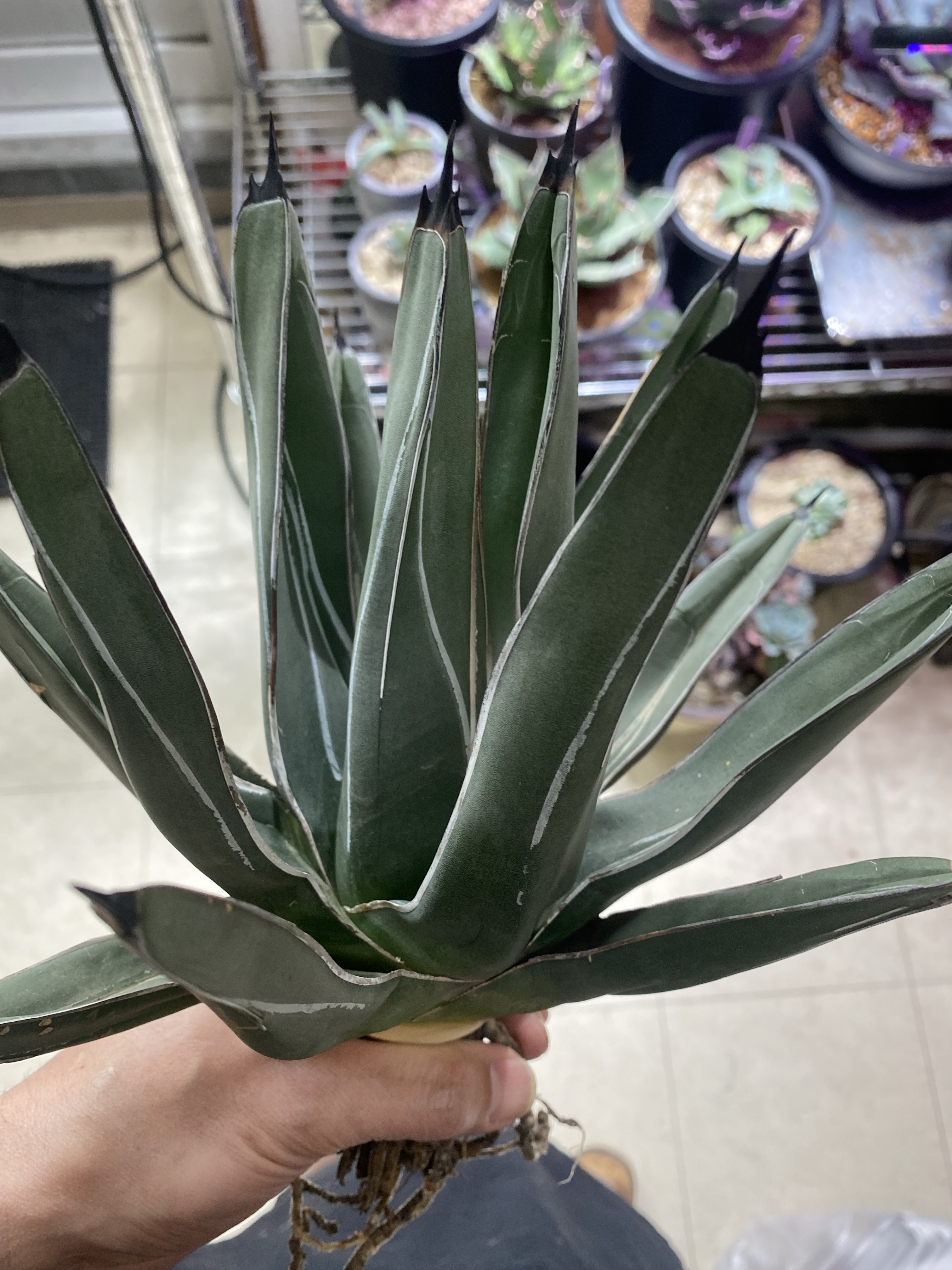 アガベの笹吹雪（ニッケルシー）は成長が遅い…発根も難しい？？ | 総社