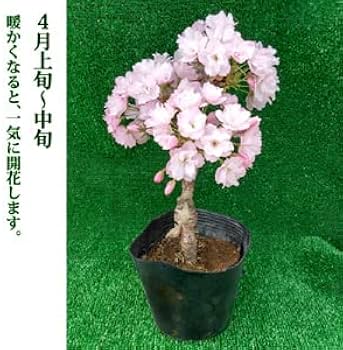 Amazon.co.jp: サクラ 苗木 一才桜 旭山 12cmポット 桜 sakura